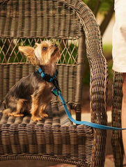 QALO Dog Leash
