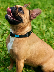 Slide-On Dog ID Tags